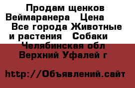 Продам щенков Веймаранера › Цена ­ 30 - Все города Животные и растения » Собаки   . Челябинская обл.,Верхний Уфалей г.